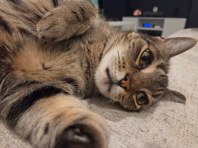 Figaro the cat