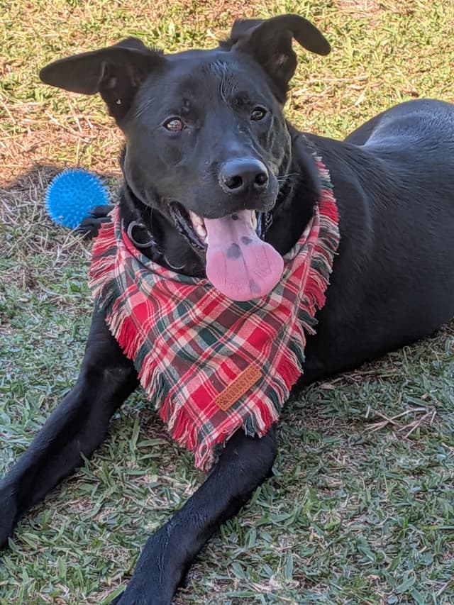 Jack the dog